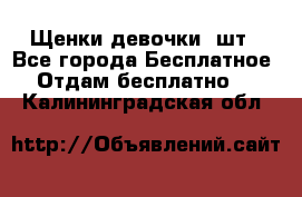 Щенки девочки 4шт - Все города Бесплатное » Отдам бесплатно   . Калининградская обл.